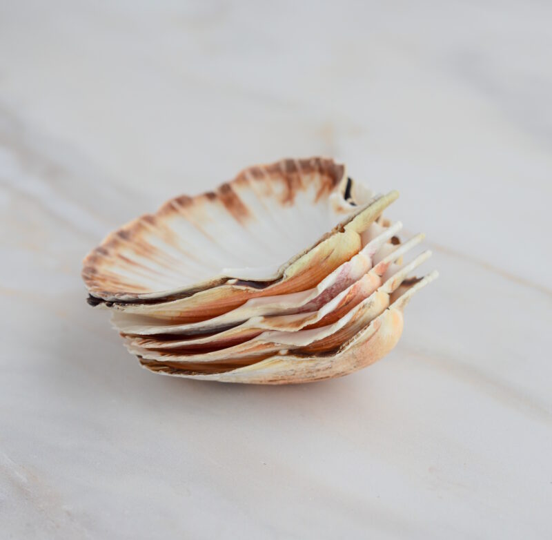 Jakobsmuschel-Schalen naturbelassen aus der Bretagne - 6 Stück 4/8