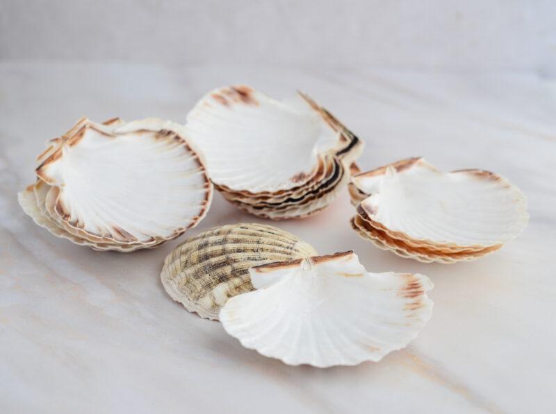 Jakobsmuschel-Schalen naturbelassen aus der Bretagne - 6 Stück 6/8