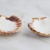 Jakobsmuschel-Schalen naturbelassen aus der Bretagne - 6 Stück 8/8