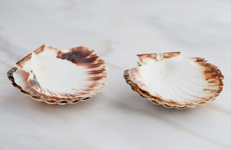 Jakobsmuschel-Schalen naturbelassen aus der Bretagne - 6 Stück 8/8