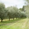 Produktbild 2 "Grossane" Olivenöl aus der Provence 250 ml- Moulin du Calanquet