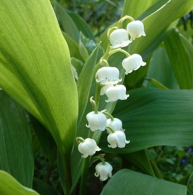 Le retour...  muguet_22-640x480