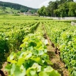 Rezepte a-z Weinberg In Burgund  150x150