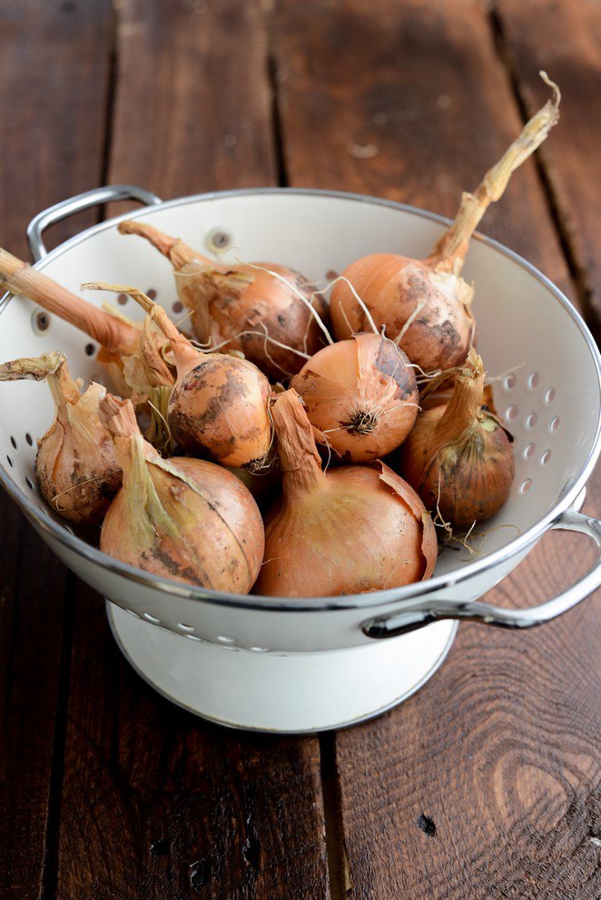  Zwiebel Aus Dem Garten