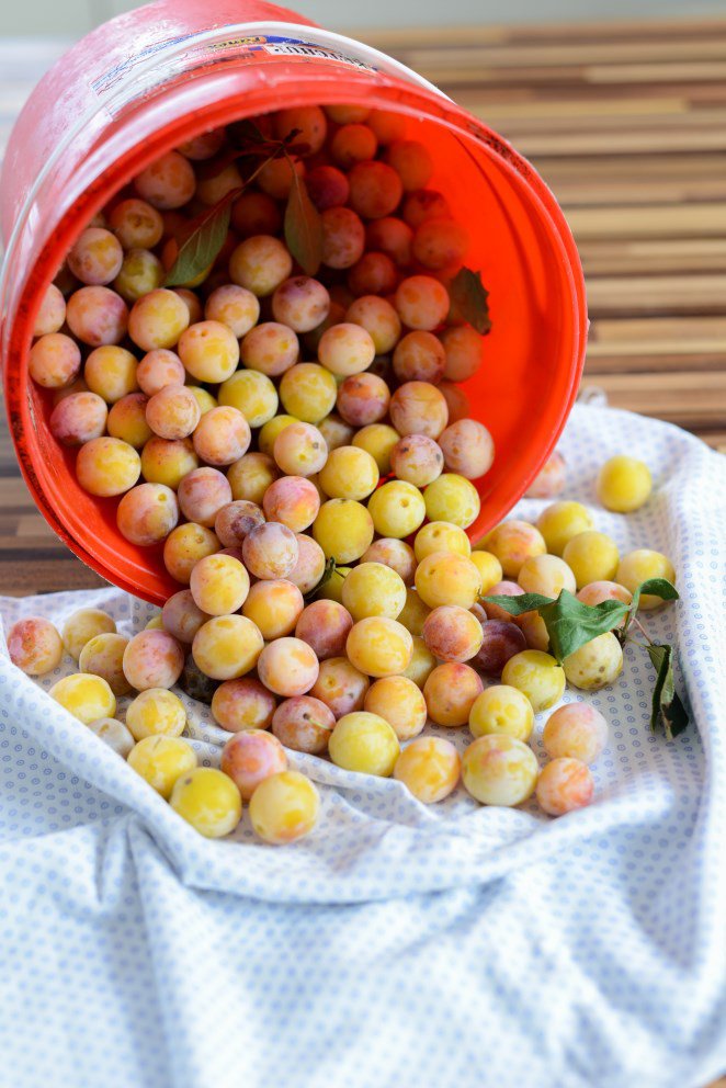 Trou Lorrain - Mirabellen Sorbet mit Mirabellenschnaps! Mirabelle Sorbet Schritt 2 Mirabellen Aus Eimer Geschüttet